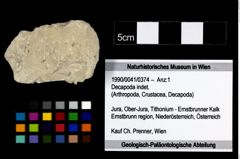 Foto (Objekt + Etikett) von Decapoda indet.  (NHMW-GEO-1990-0041-0374)